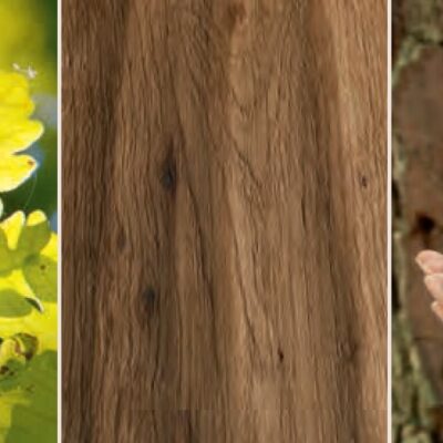 Parketa Európsky Dub Rustikálny kartáčovaný, bielený prírodný olej 50200